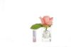 Picture of COTE NOIRE - PERFUMED NATURAL TOUCH ROSE BUD - CLEAR - WHITE PEACH