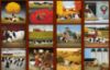 Picture of Lang Wall Calendar 2024 Cows Cows Cows