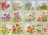 Picture of Lang Wall Calendar 2024 Natures Grace