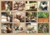 Picture of Legacy Wall Calendar 2024 Cats We Love