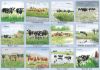 Picture of Legacy Wall Calendar 2024 Cows In The Meadow