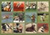 Picture of Legacy Wall Calendar 2024 Dogs We Love