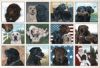 Picture of Legacy Calendar 2024 Labradors
