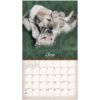 Picture of Legacy Calendar 2024 Labradors