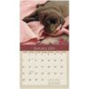 Picture of Legacy Wall Calendar 2024 Puppies